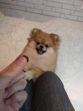 いぬカフェRio 原宿竹下通り店に投稿された画像（2025/10/12）