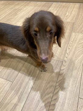 いぬカフェRio 仙台店に投稿された画像（2025/10/13）