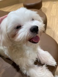 いぬカフェRio 仙台店に投稿された画像（2025/10/13）