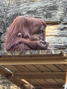 多摩動物公園に投稿された画像（2025/10/13）