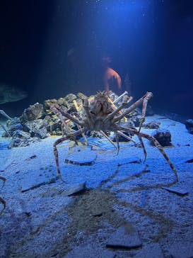 環境水族館アクアマリンふくしまに投稿された画像（2025/10/13）