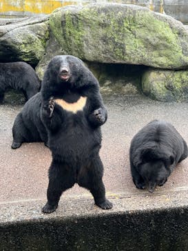 奥飛騨クマ牧場に投稿された画像（2025/10/13）
