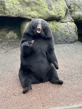 奥飛騨クマ牧場に投稿された画像（2025/10/13）