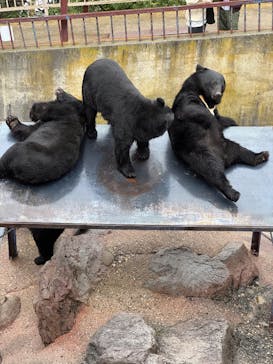 奥飛騨クマ牧場に投稿された画像（2025/10/13）