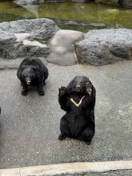 奥飛騨クマ牧場に投稿された画像（2025/10/13）