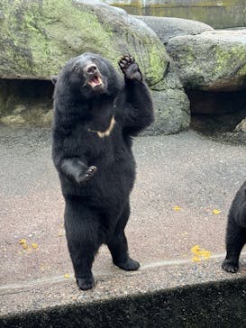 奥飛騨クマ牧場に投稿された画像（2025/10/13）