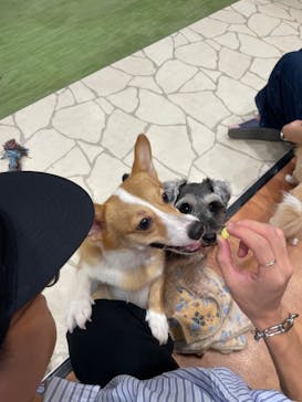 いぬカフェRio 下北沢店に投稿された画像（2025/10/13）