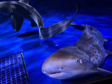 新江ノ島水族館に投稿された画像（2025/10/13）