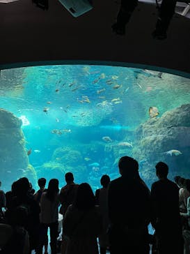 新江ノ島水族館に投稿された画像（2025/10/13）