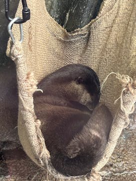 新江ノ島水族館に投稿された画像（2025/10/13）