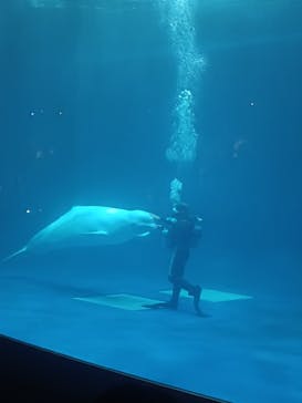 島根県立 しまね海洋館に投稿された画像（2025/10/13）