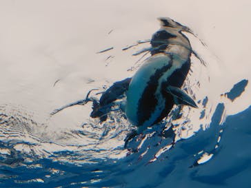 サンシャイン水族館に投稿された画像（2025/10/13）