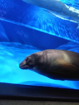 サンシャイン水族館に投稿された画像（2025/10/13）