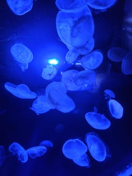 サンシャイン水族館に投稿された画像（2025/10/13）