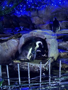 サンシャイン水族館に投稿された画像（2025/10/13）