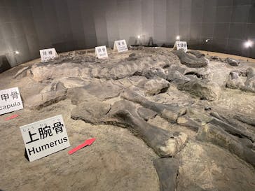 福井県立恐竜博物館に投稿された画像（2025/10/13）