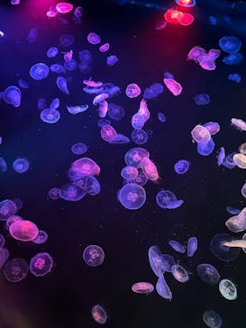 すみだ水族館に投稿された画像（2025/10/13）