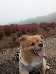 ひるがのピクニックガーデンに投稿された画像（2025/10/13）