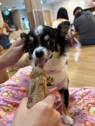 いぬカフェRio 吉祥寺店に投稿された画像（2025/10/13）