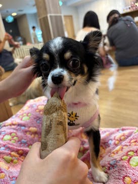 いぬカフェRio 吉祥寺店に投稿された画像（2025/10/13）