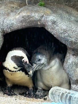 サンシャイン水族館に投稿された画像（2025/10/13）