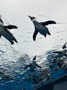 サンシャイン水族館に投稿された画像（2025/10/13）