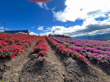 ひるがのピクニックガーデンに投稿された画像（2025/10/13）