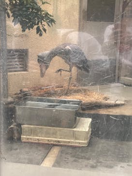 恩賜上野動物園に投稿された画像（2025/10/13）