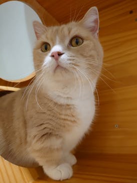 Moff animal cafe イオンモール成田店に投稿された画像（2025/10/13）