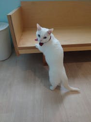 Moff animal cafe イオンモール成田店に投稿された画像（2025/10/13）