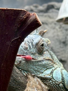 恩賜上野動物園に投稿された画像（2025/10/13）