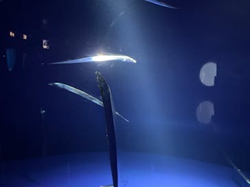 サンシャイン水族館に投稿された画像（2025/10/13）