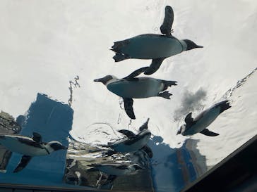 サンシャイン水族館に投稿された画像（2025/10/13）