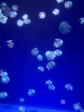 新江ノ島水族館に投稿された画像（2025/10/13）
