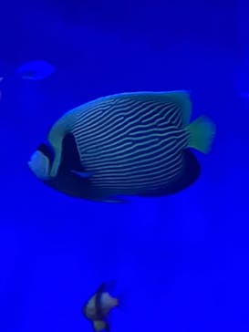 新江ノ島水族館に投稿された画像（2025/10/13）