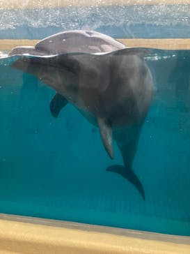 新江ノ島水族館に投稿された画像（2025/10/13）