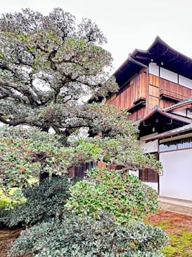 元離宮二条城に投稿された画像（2025/10/13）