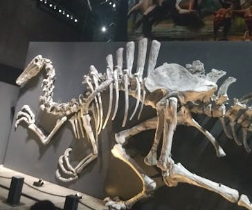福井県立恐竜博物館に投稿された画像（2025/10/13）