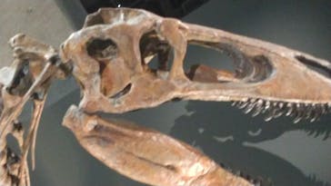 福井県立恐竜博物館に投稿された画像（2025/10/13）