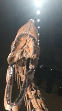 福井県立恐竜博物館に投稿された画像（2025/10/13）