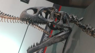 福井県立恐竜博物館に投稿された画像（2025/10/13）