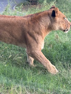 東京動物園協会_多摩動物公園に投稿された画像（2025/10/13）