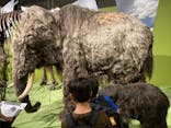 特別展「氷河期展 〜人類が見た4万年前の世界〜」（国立科学博物館）に投稿された画像（2025/10/13）