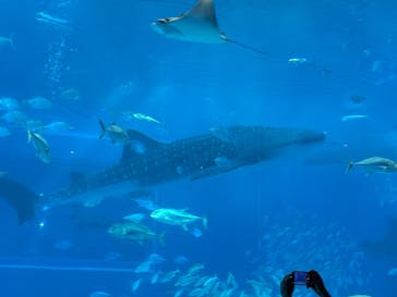 沖縄美ら海水族館に投稿された画像（2025/10/13）