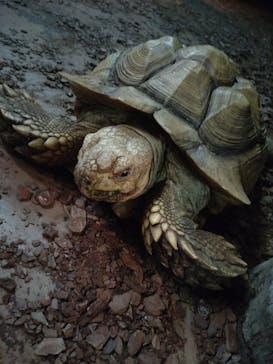 体感型動物園iZooに投稿された画像（2025/10/13）
