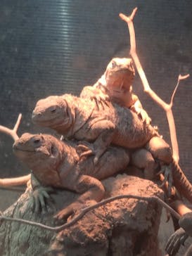 体感型動物園iZooに投稿された画像（2025/10/13）