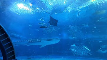 沖縄美ら海水族館に投稿された画像（2025/10/13）