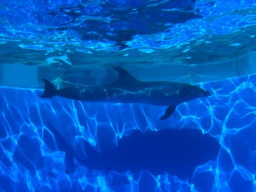 九十九島水族館海きららに投稿された画像（2025/10/13）