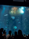 アクアワールド茨城県大洗水族館に投稿された画像（2025/10/13）