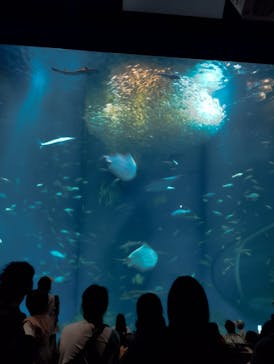 アクアワールド茨城県大洗水族館に投稿された画像（2025/10/13）